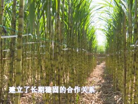 甘蔗種植施用有機肥