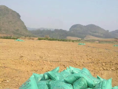 大青棗種植地，用有機肥做基肥