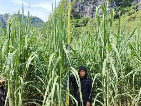 大華肥業總經理鍾振強回訪有機肥種植戶