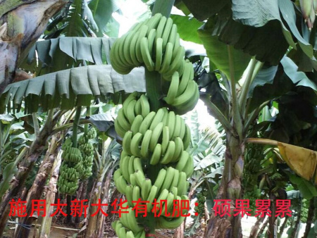 香蕉種植基地