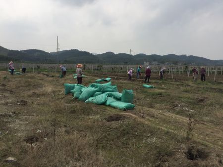 火龍果種植地