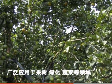 果樹施用有機肥
