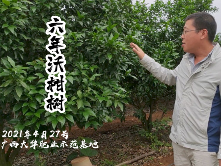 廣西大華肥業示範基地-六年沃柑樹施肥效果